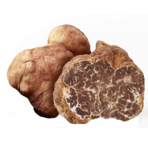 Tuber Borchii Vitt. - Bianchetto White Truffle - The Truffle House