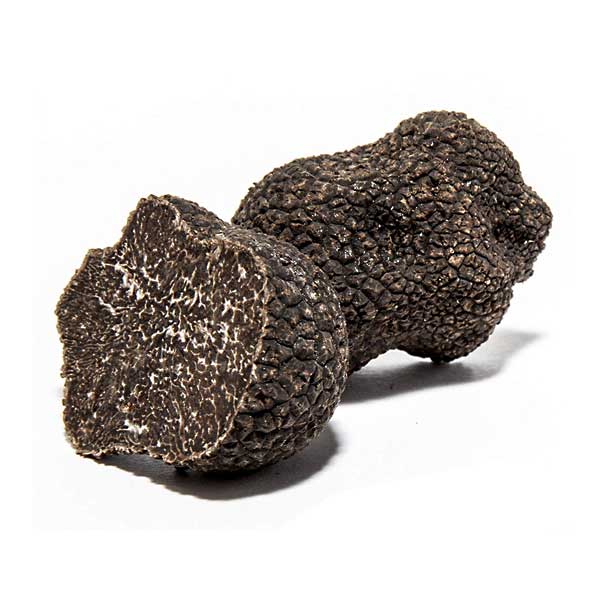 Tuber Melanosporum - Black Périgord Truffle - The Truffle House